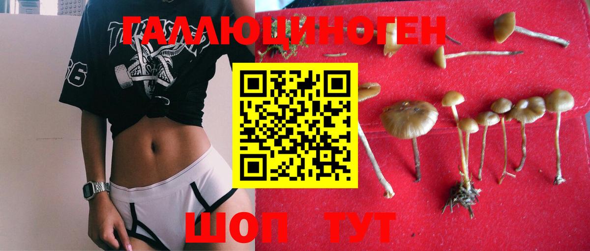 Галлюциногенные грибы MAGIC MUSHROOMS  Дмитров  Галлюциногенные грибы Cubensis 